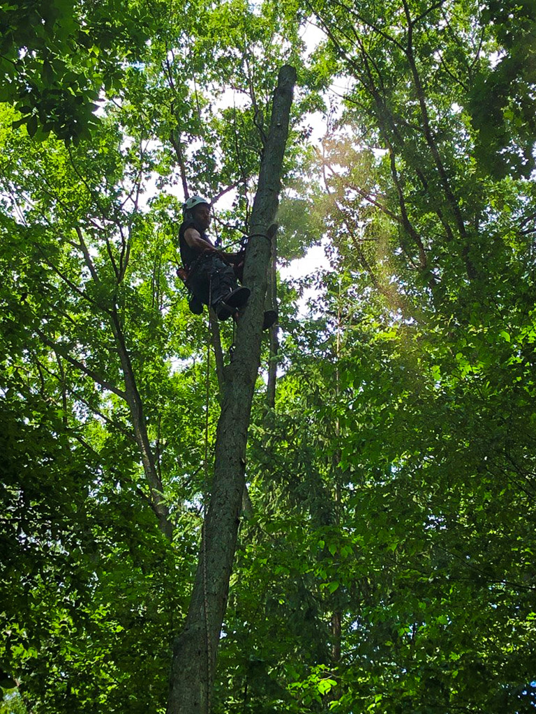 Arborist climbing tree