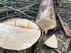 Cut tree with stump