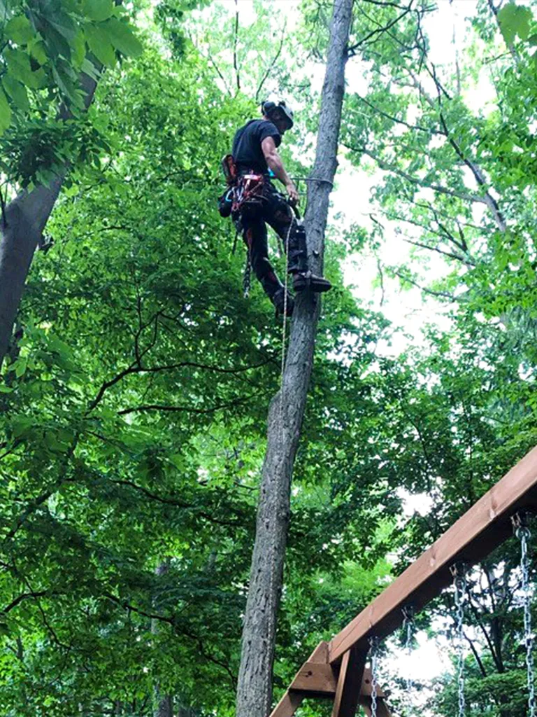 arborist tied off in tree